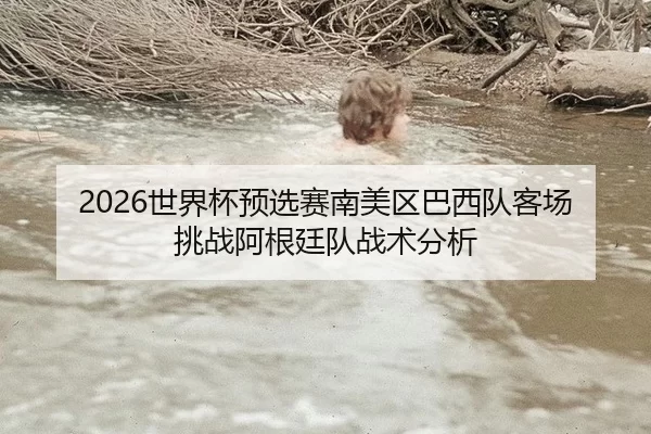 2026世界杯预选赛南美区巴西队客场挑战阿根廷队战术分析